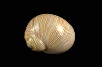 藏品(細紋玉螺)的圖片